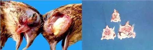 流感病毒交叉感染_交叉感染主要来自_23儿科已出现流感与支原体交叉感染