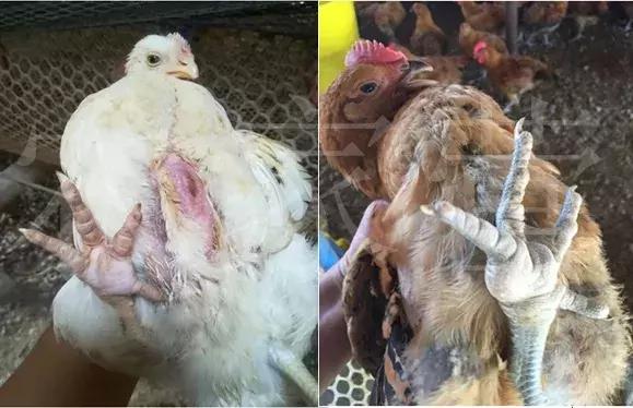 流感病毒交叉感染_交叉感染主要来自_23儿科已出现流感与支原体交叉感染