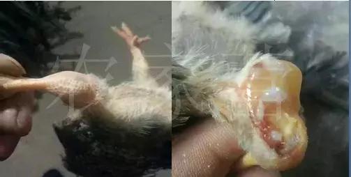 交叉感染主要来自_流感病毒交叉感染_23儿科已出现流感与支原体交叉感染