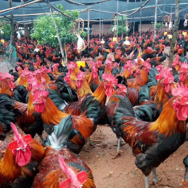 流感病毒交叉感染_交叉感染主要来自_23儿科已出现流感与支原体交叉感染