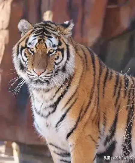 ne东北虎_21“二埋汰”成东北虎里最红的仔_东北虎虎子