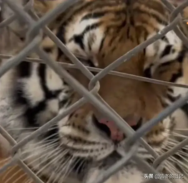21“二埋汰”成东北虎里最红的仔_ne东北虎_东北虎虎子