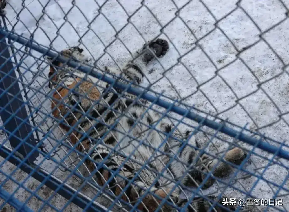 东北虎虎子_ne东北虎_21“二埋汰”成东北虎里最红的仔