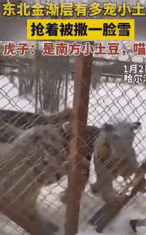 ne东北虎_21“二埋汰”成东北虎里最红的仔_东北虎虎子