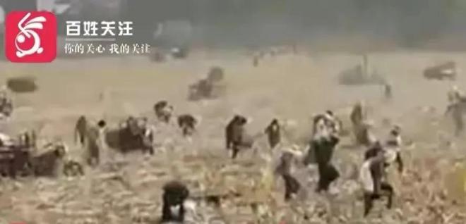 谣言村民芋头哄抢视频_谣言村民芋头哄抢是真的吗_8村民哄抢芋头？谣言