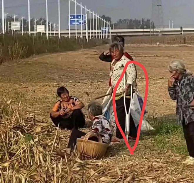 8村民哄抢芋头？谣言_谣言村民芋头哄抢是真的吗_谣言村民芋头哄抢视频