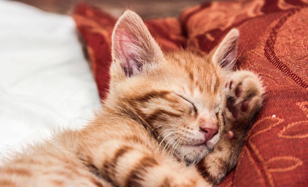 _如果你的眼睛老鼠咬了怎么办_老鼠眼睛的人