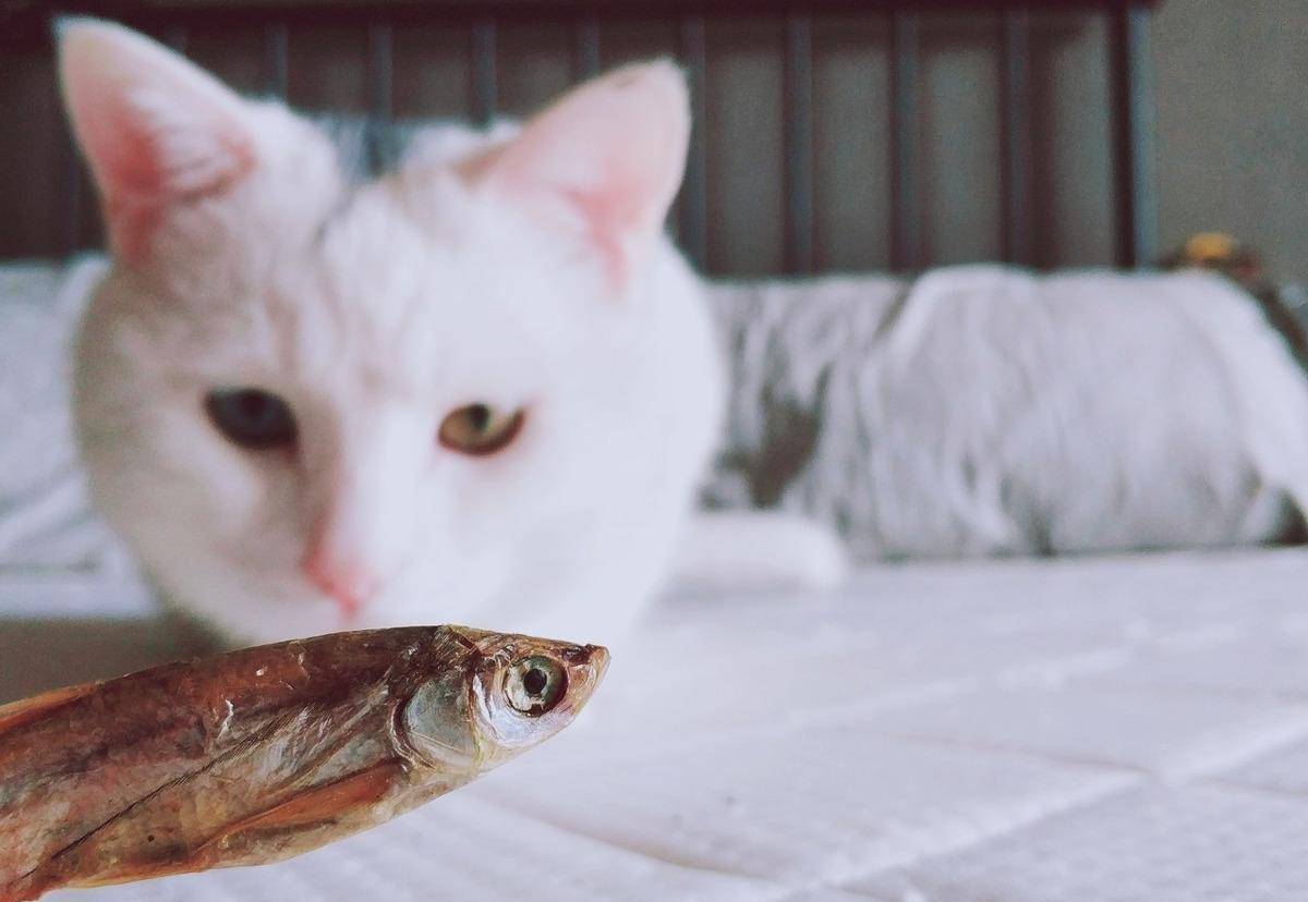 如果你的眼睛老鼠咬了怎么办_老鼠眼睛的人_