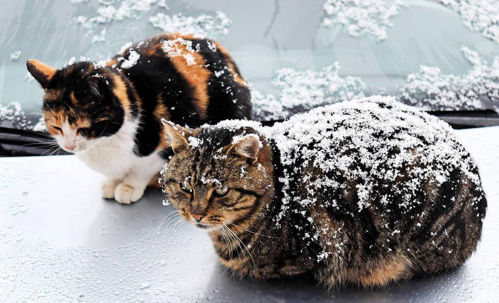 老鼠眼睛的人_如果你的眼睛老鼠咬了怎么办_