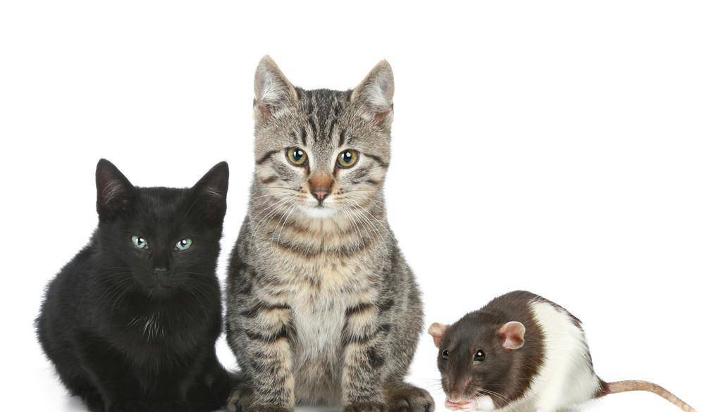 老鼠眼睛的人_如果你的眼睛老鼠咬了怎么办_