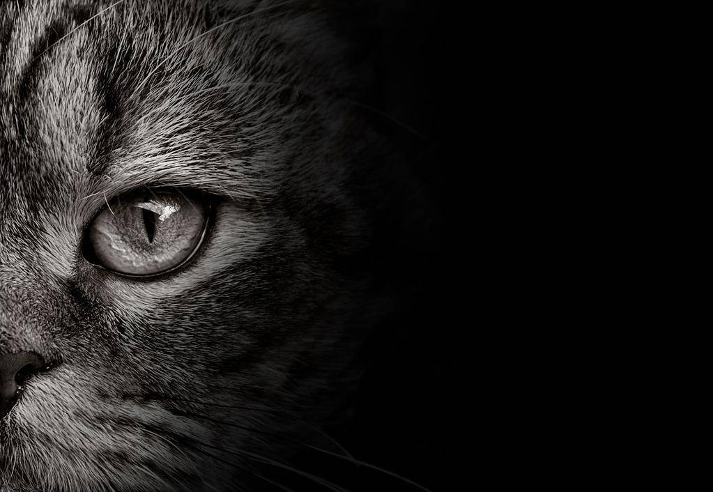 _如果你的眼睛老鼠咬了怎么办_老鼠眼睛的人